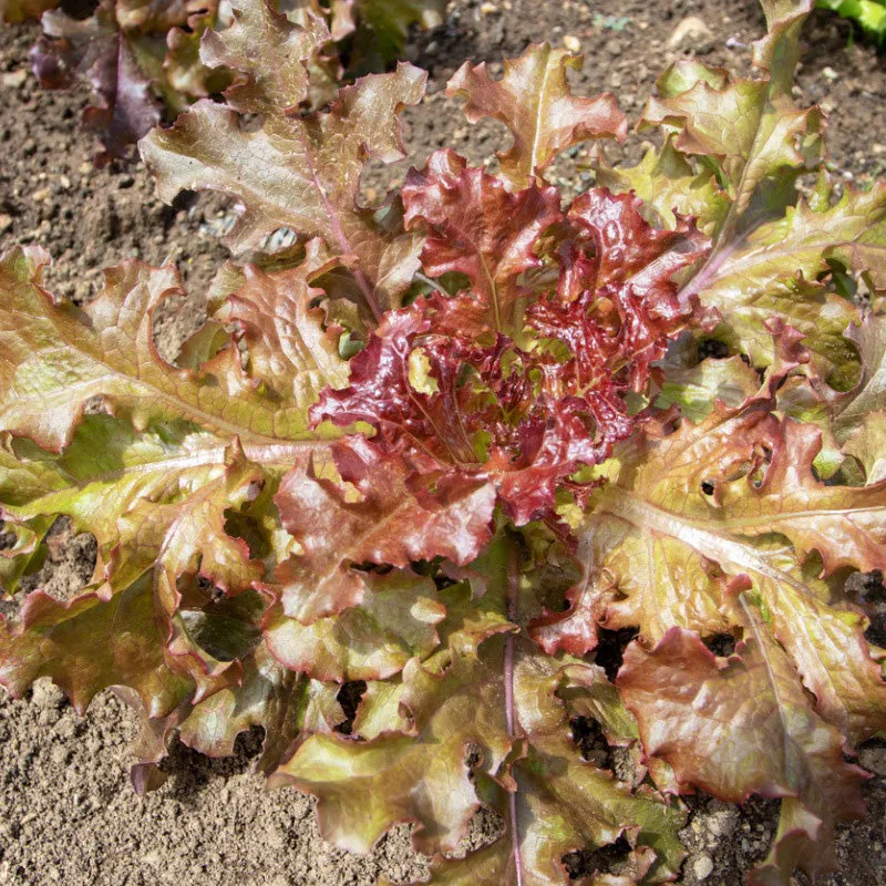 Red Sails Loose Leaf Lettuce Seeds (Organic)