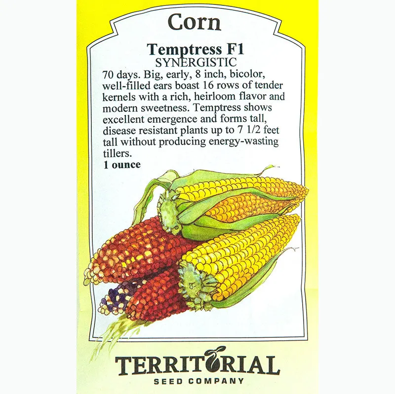 Temptress Corn Seeds