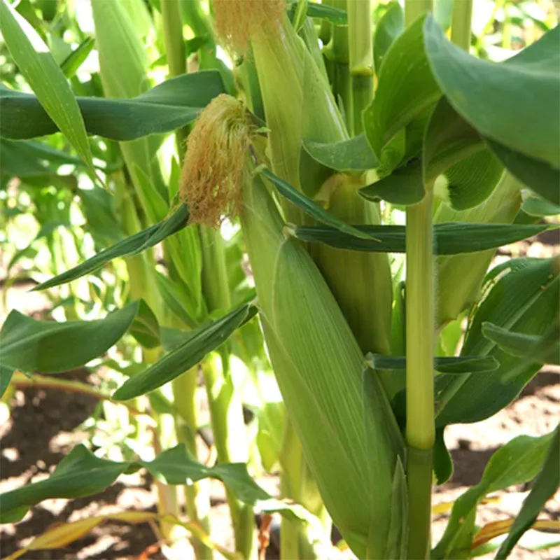 Temptress Corn Seeds